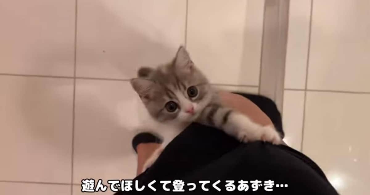 YouTubeチャンネル「もち様の部屋」より