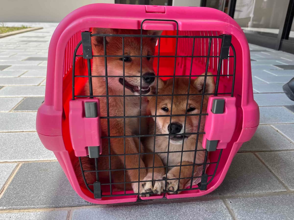 お出迎えサービスに参加している柴犬