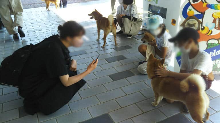 柴犬が空港でお出迎え