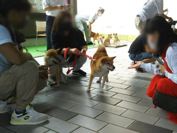 柴犬が空港でお出迎え