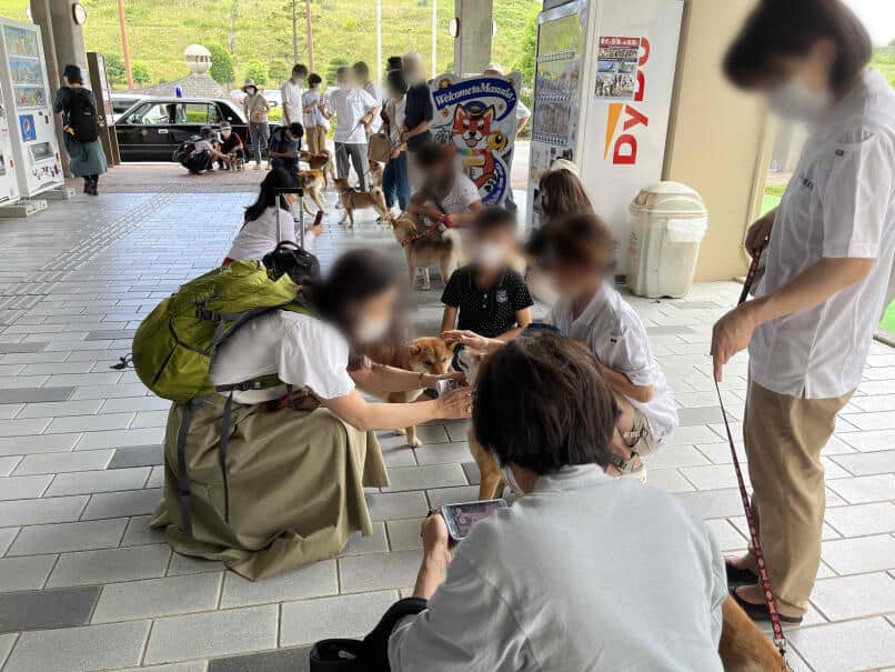 柴犬が空港でお出迎え