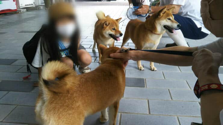 柴犬が空港でお出迎え