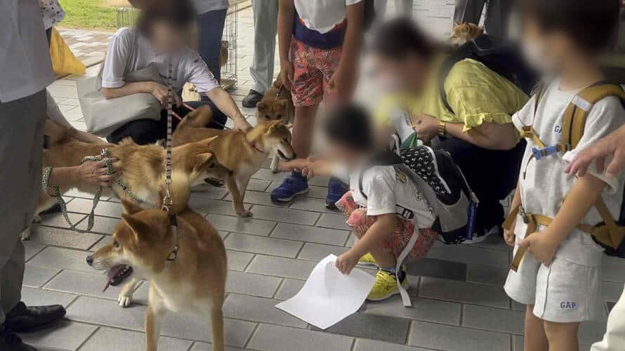 柴犬が空港でお出迎え
