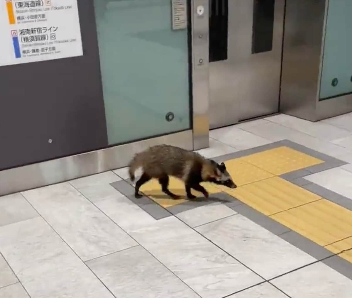 新宿駅のタヌキは「悠然と歩いている感じで意外でした」　ネット騒然の珍客、目撃者とJRに聞く当時の状況