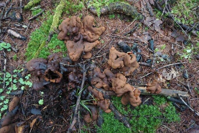 焚き火跡に発生したツチクラゲ（写真は、渋谷卓人＠kinoko_bonsaiさん提供）