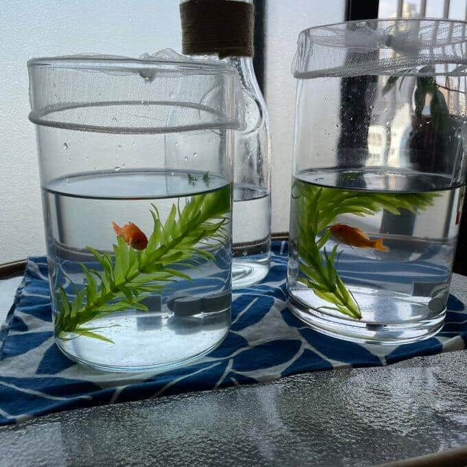 お祭り翌日のゴミ捨て場、放置された2匹の金魚　「生きたまま捨てるなんて...」発見者は嘆いた