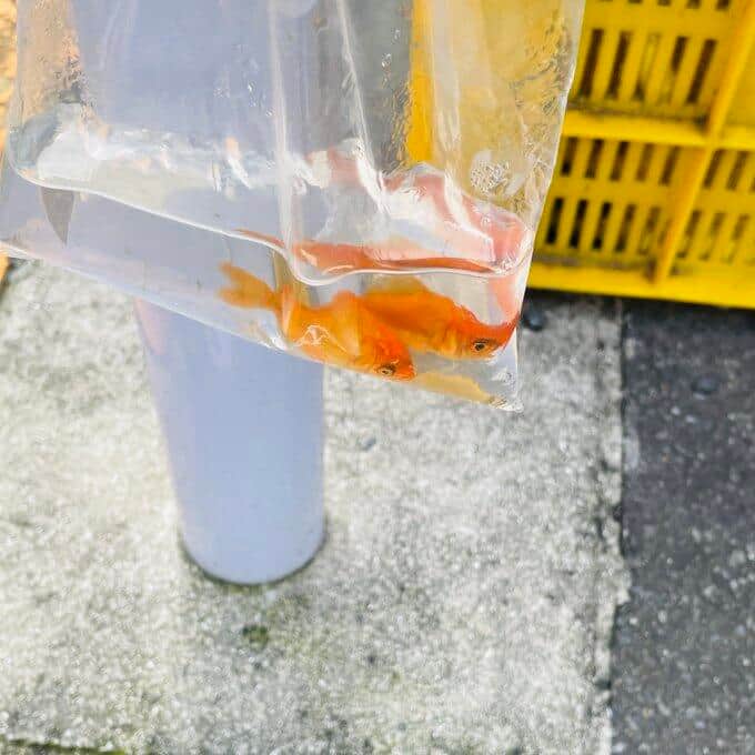 弱った様子で寄り添う2匹（写真は、Essjay＠namastieさん提供）