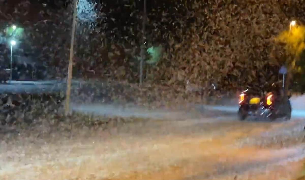 「これ雨でも雪でもなく虫」衝撃動画200万再生　カゲロウ大量発生で騒然...市が明かす現場の状況