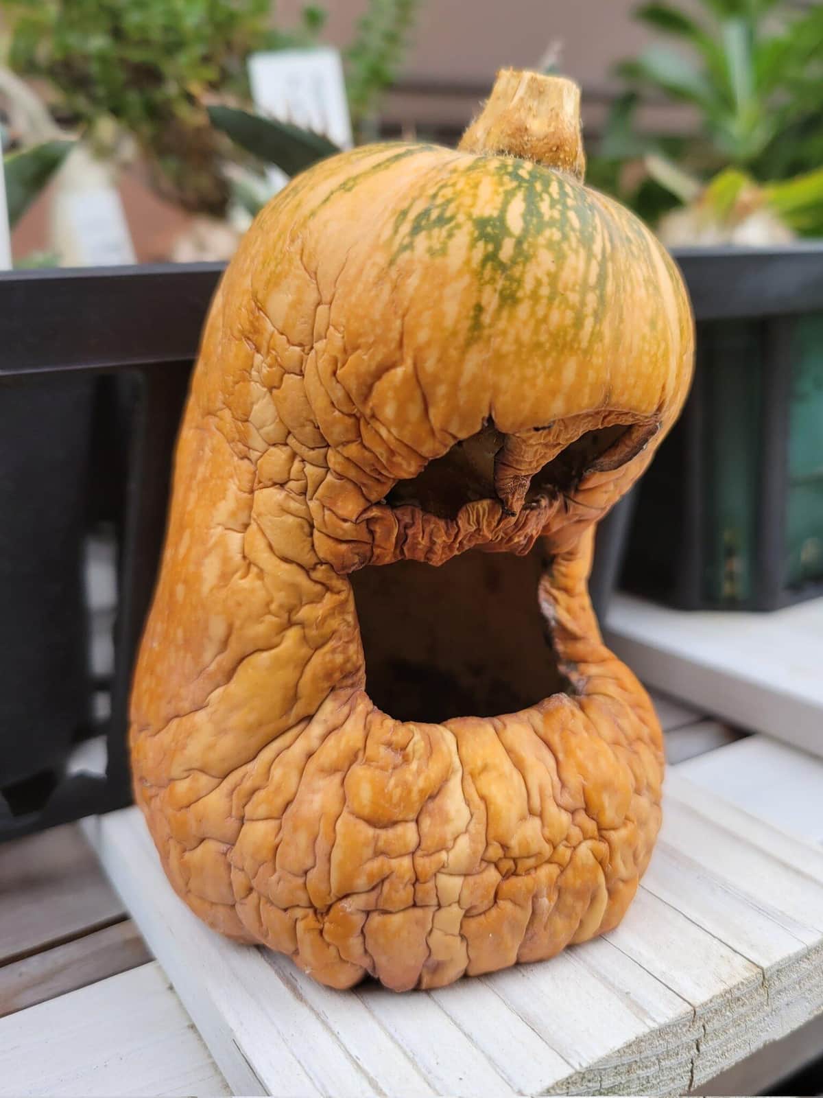 ツイッターユーザー・こんたろー（＠Kontaroutenguya）さんの投稿より