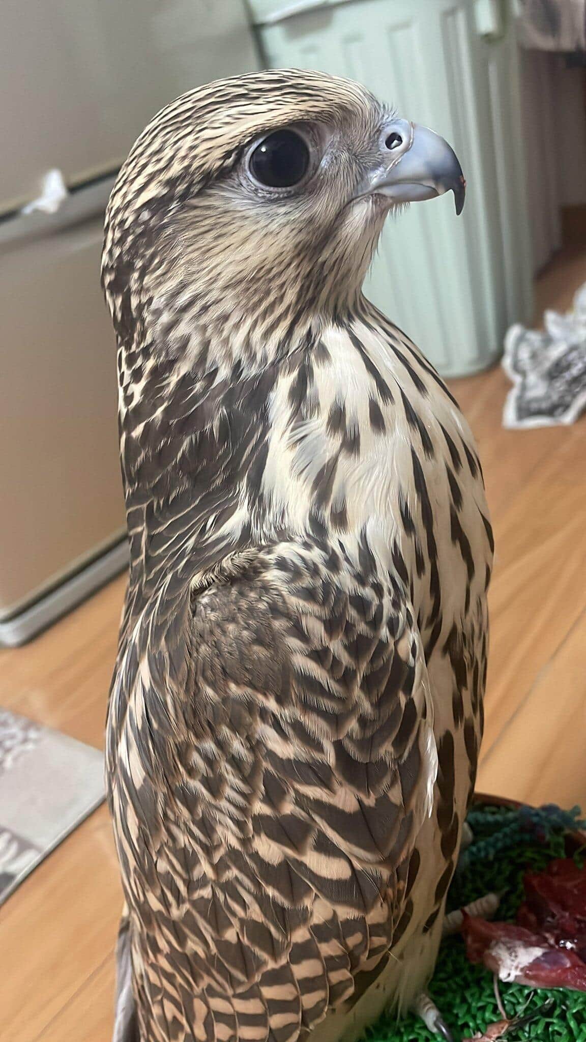 今回被害を受けたハヤブサ（たすくさん @Ja5ka 提供）