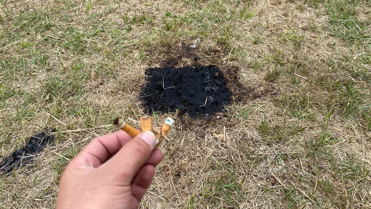 焚き火で丸焦げ、ゴミ放置...マナー違反キャンプ客に批判　「火事になれば出来心で済まない」目撃者明かす状況