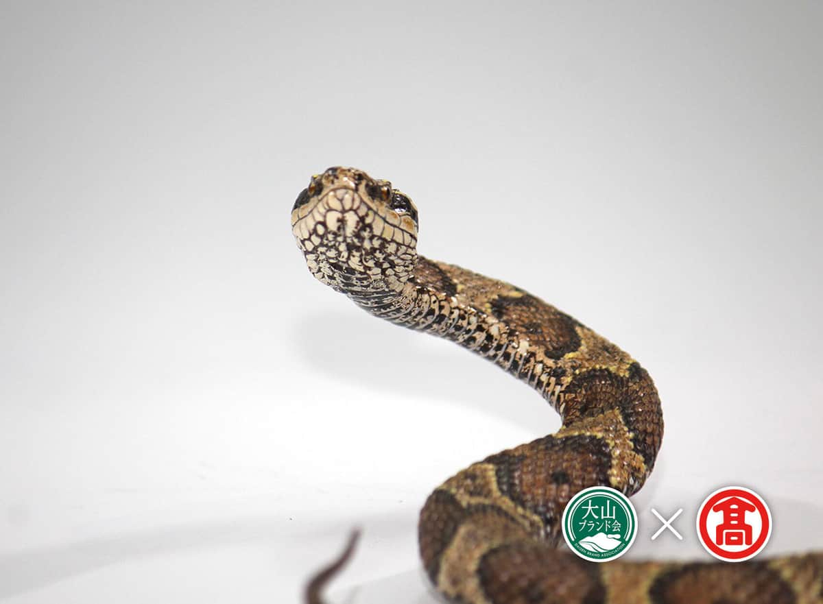 ニホンマムシのレプリカ