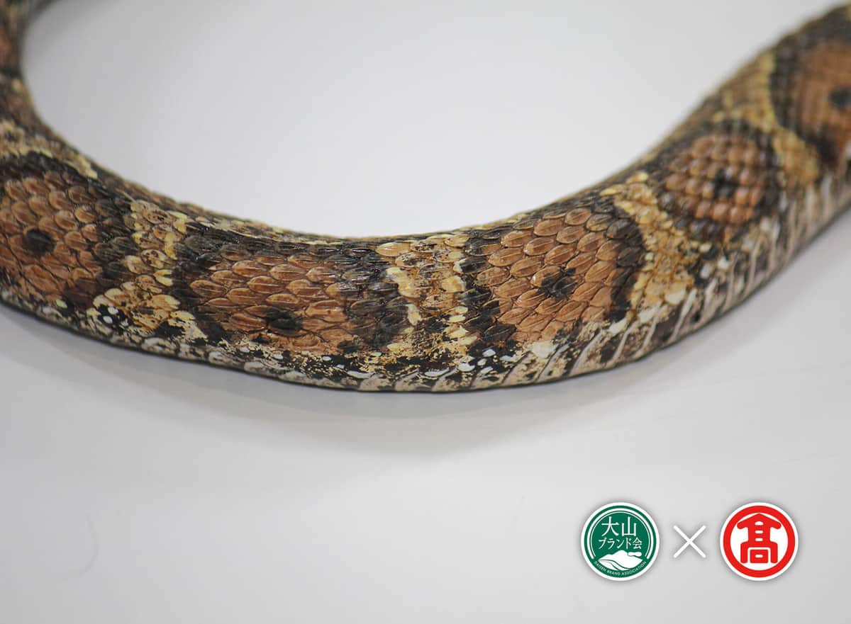 ニホンマムシのレプリカ