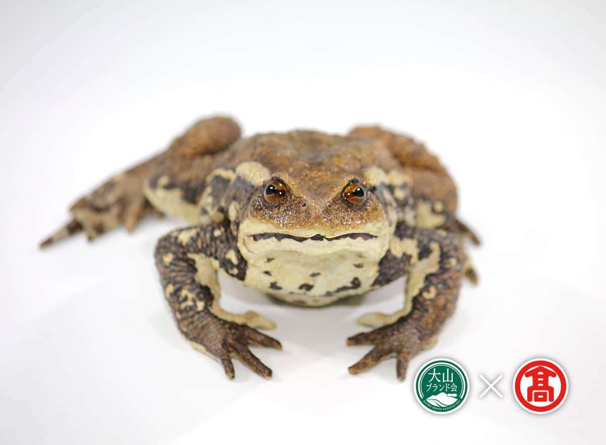 ニホンヒキガエルのレプリカ