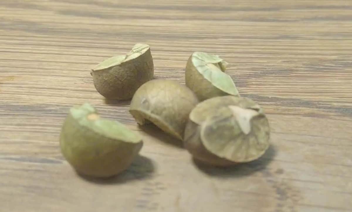 雑貨屋で買った摩訶不思議「勝手に跳びはねる豆」　拡散動画に驚く声...植物防疫所に聞いたその正体