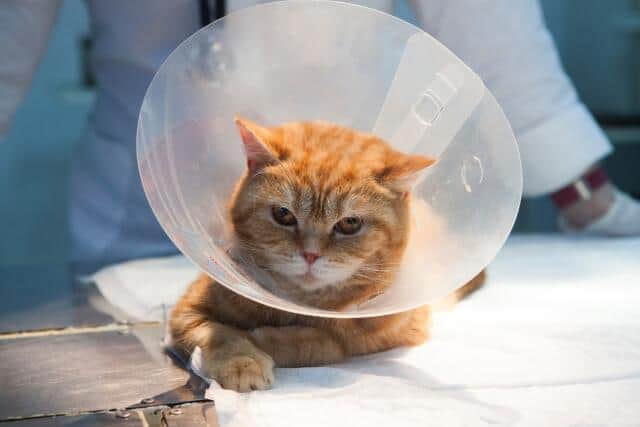 「治療はエンタメではありません」　動物病院でのYouTube撮影が物議...苦言呈した獣医師の思い