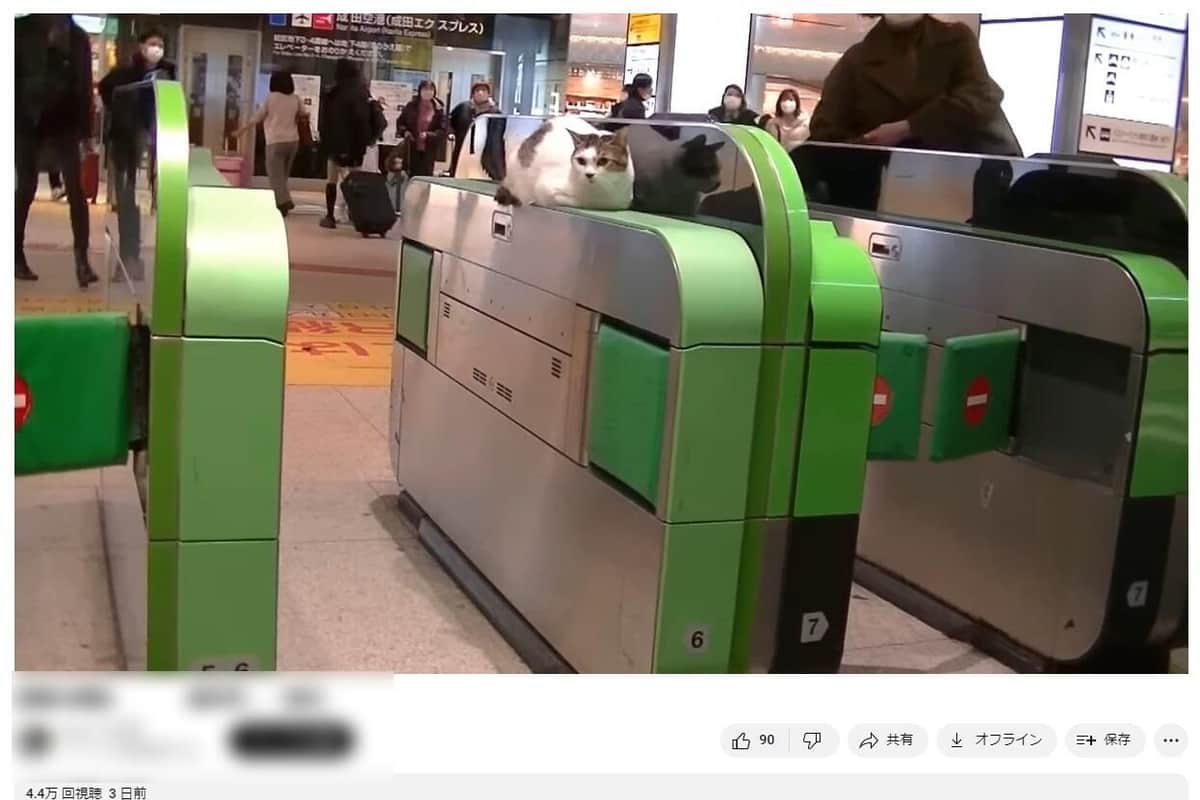 関連が疑われているYouTuberの動画（編集部で一部加工）