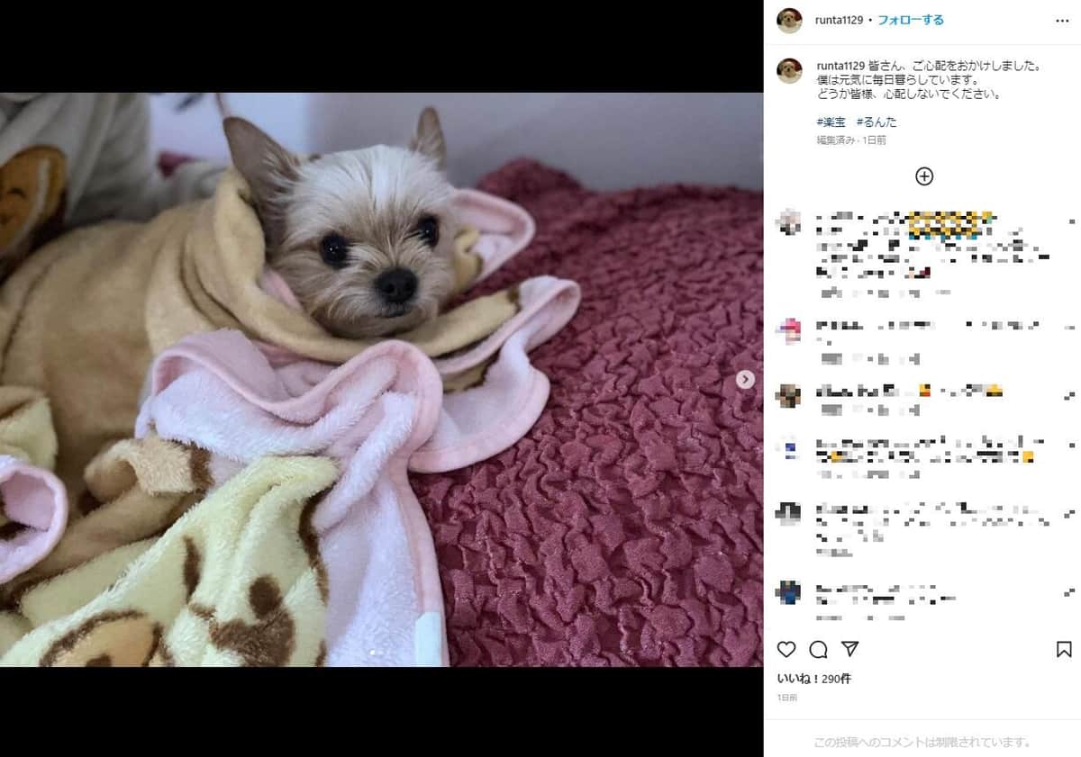 ぱんちゃん璃奈の愛犬インスタグラム（runta1129）より