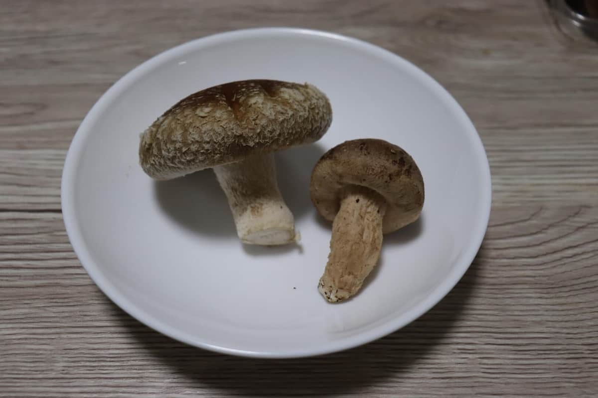 市販の椎茸（右）と比較すると大きめ