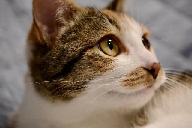 ネコごと売買する案件に批判（写真はイメージです）
