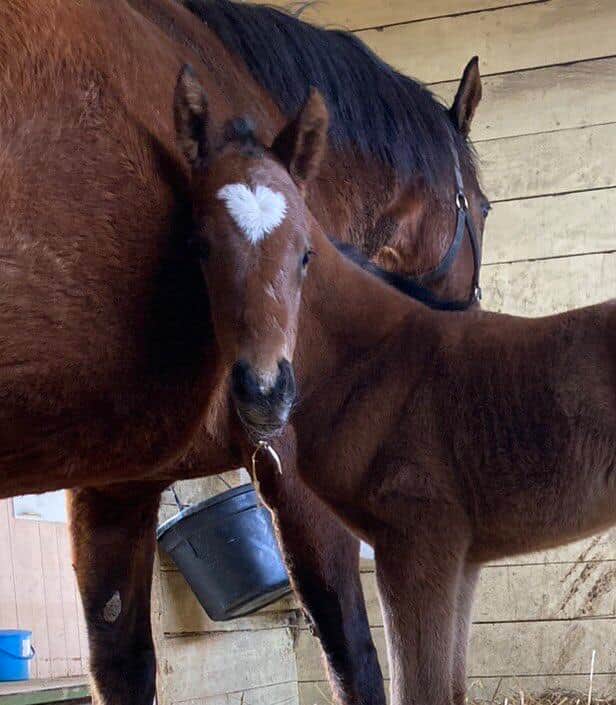 額に大きなハートマークの模様のある仔馬と母馬（写真：辻牧場）