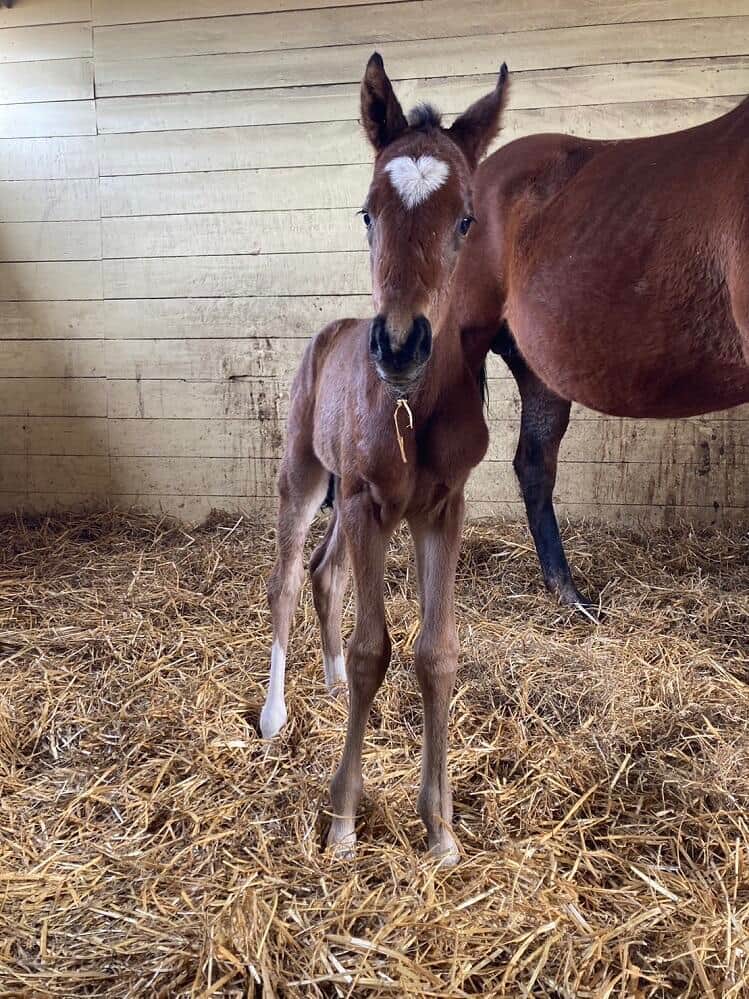 額に大きなハートマークの模様のある仔馬（写真：辻牧場）