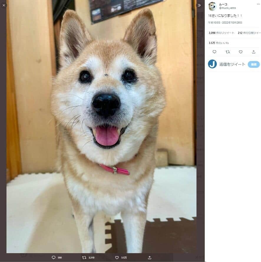 人気漫画「いとしのムーコ」モデル犬死ぬ　16歳4か月...「涙が上手く出ず胸だけ苦しい」飼い主伝える