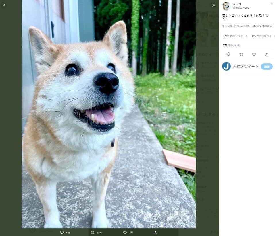 ムーコの公式ツイッター（muco_vetro）より
