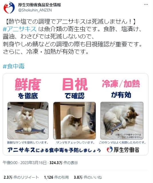 厚労省アニサキス注意喚起ツイートにまさかのネコ→2万RT　周知に担当者喜び、実は自身の飼い猫