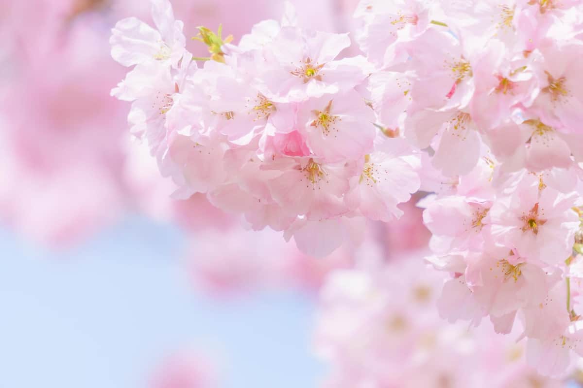 桜の開花宣言で手話交える　「素敵すぎる」SNS称賛...「ひとりでも多くの方に」気象台担当者の思い