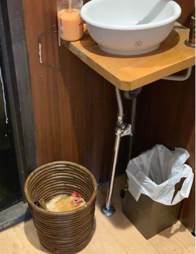 「2度見した」洗面所のゴミ箱にニワトリが！　まさかの産卵場所に...店「近く孵化する見込み」