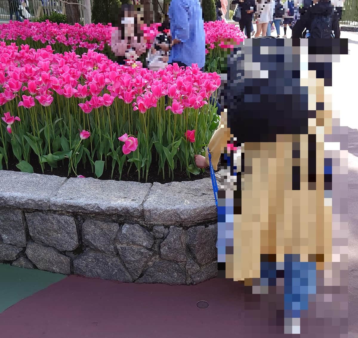 映え目的？ディズニーランドで花壇の花引きちぎる...子連れ客が物議　運営「ご遠慮いただきたい」