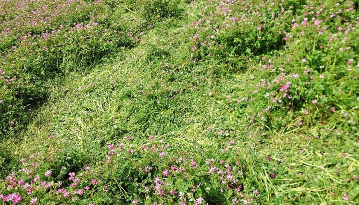 踏み荒らされたレンゲ畑（写真は、座間ゆたか農園提供）