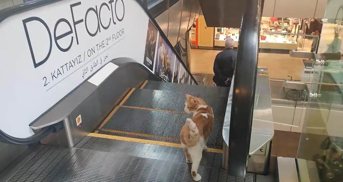 エスカレーター前で振り返る猫（アジアねこ散歩さんのツイートより）
