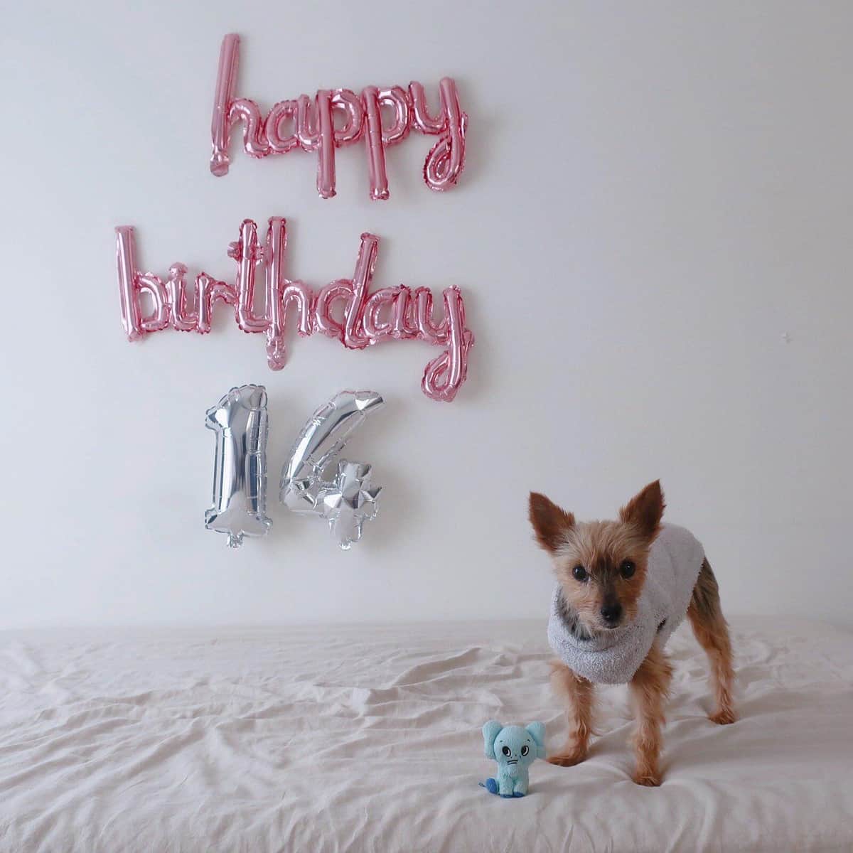 写真提供：ツイッターユーザー「ぽぽ」（＠yorkie_popo）さん