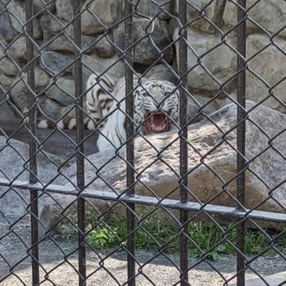 「傘が苦手です」注意あるのに日傘差し...ホワイトタイガー吠え出す　東武動物公園でマナー違反指摘