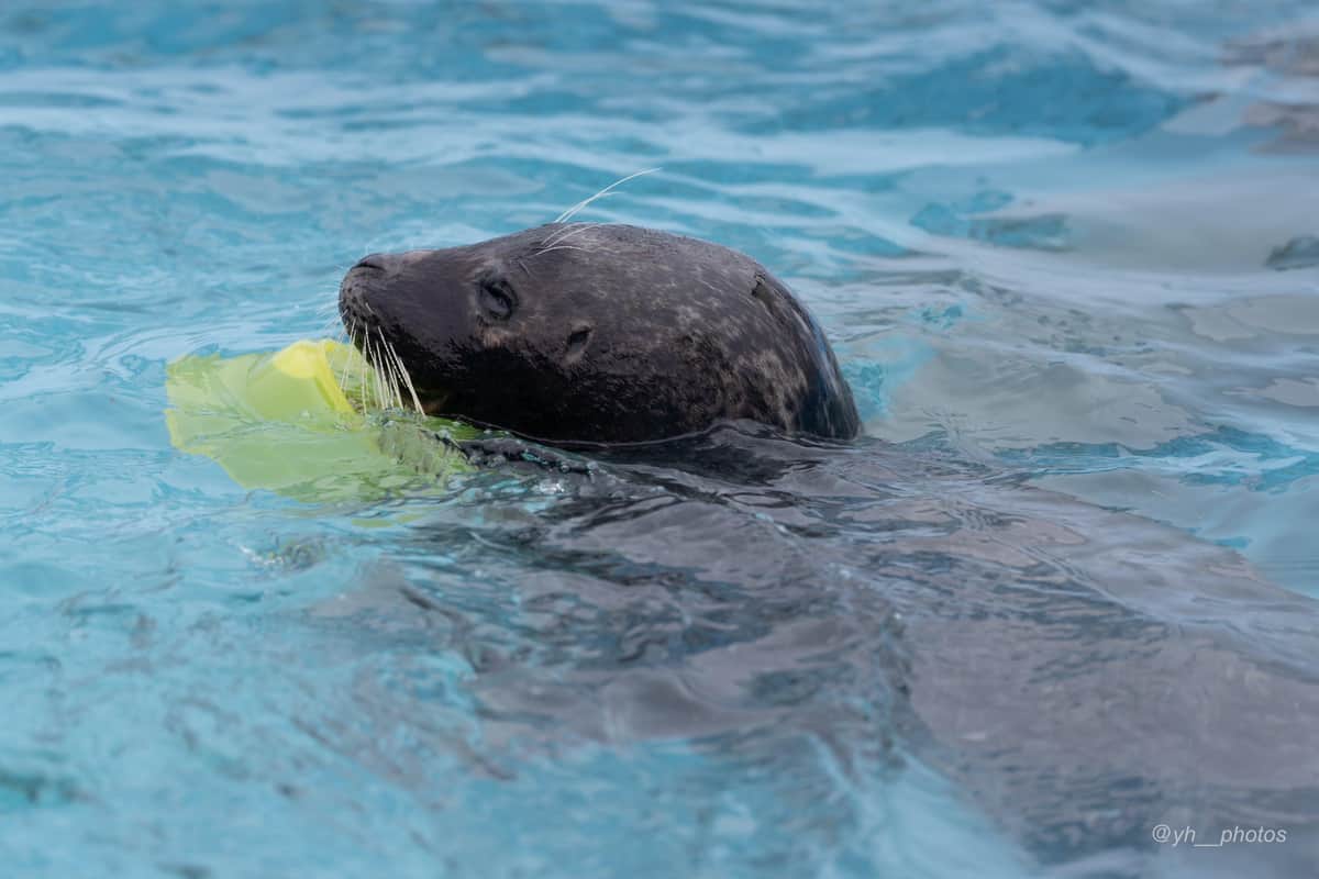 ツイッターユーザー・ゆー（＠yh__photos）さんの投稿より