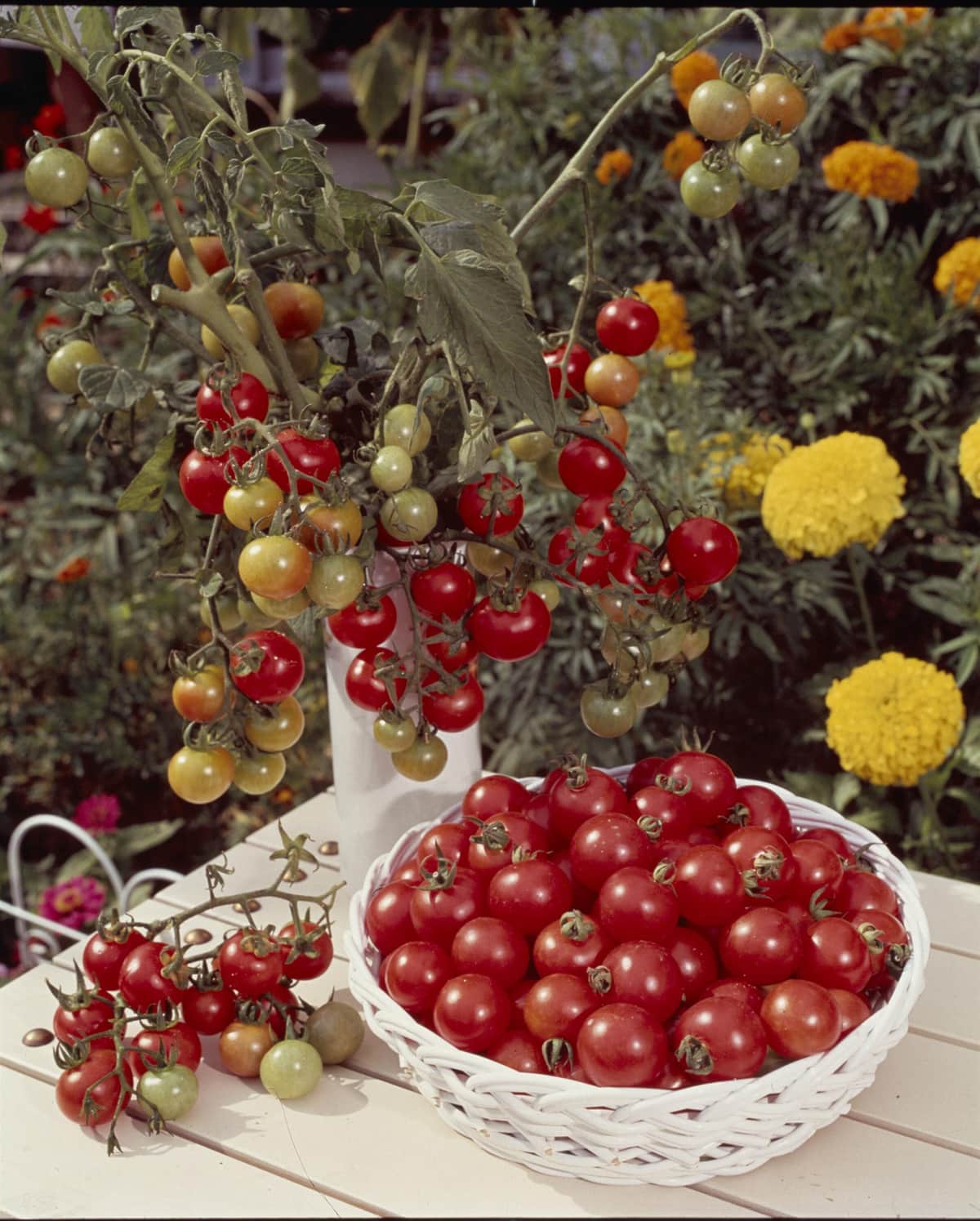 写真提供：タキイ種苗