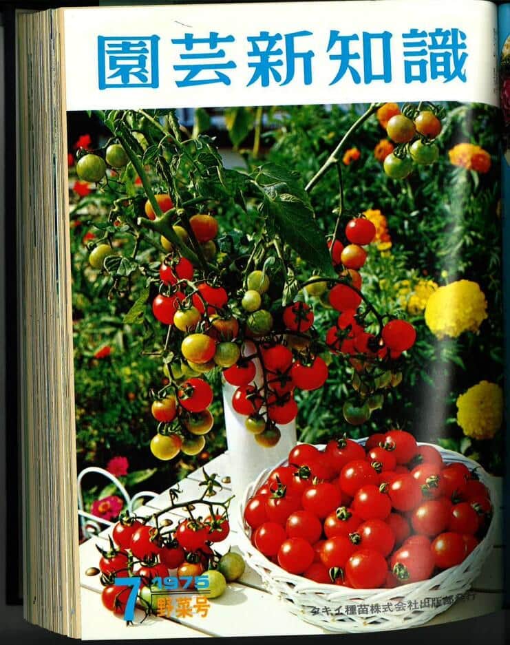 写真提供：タキイ種苗