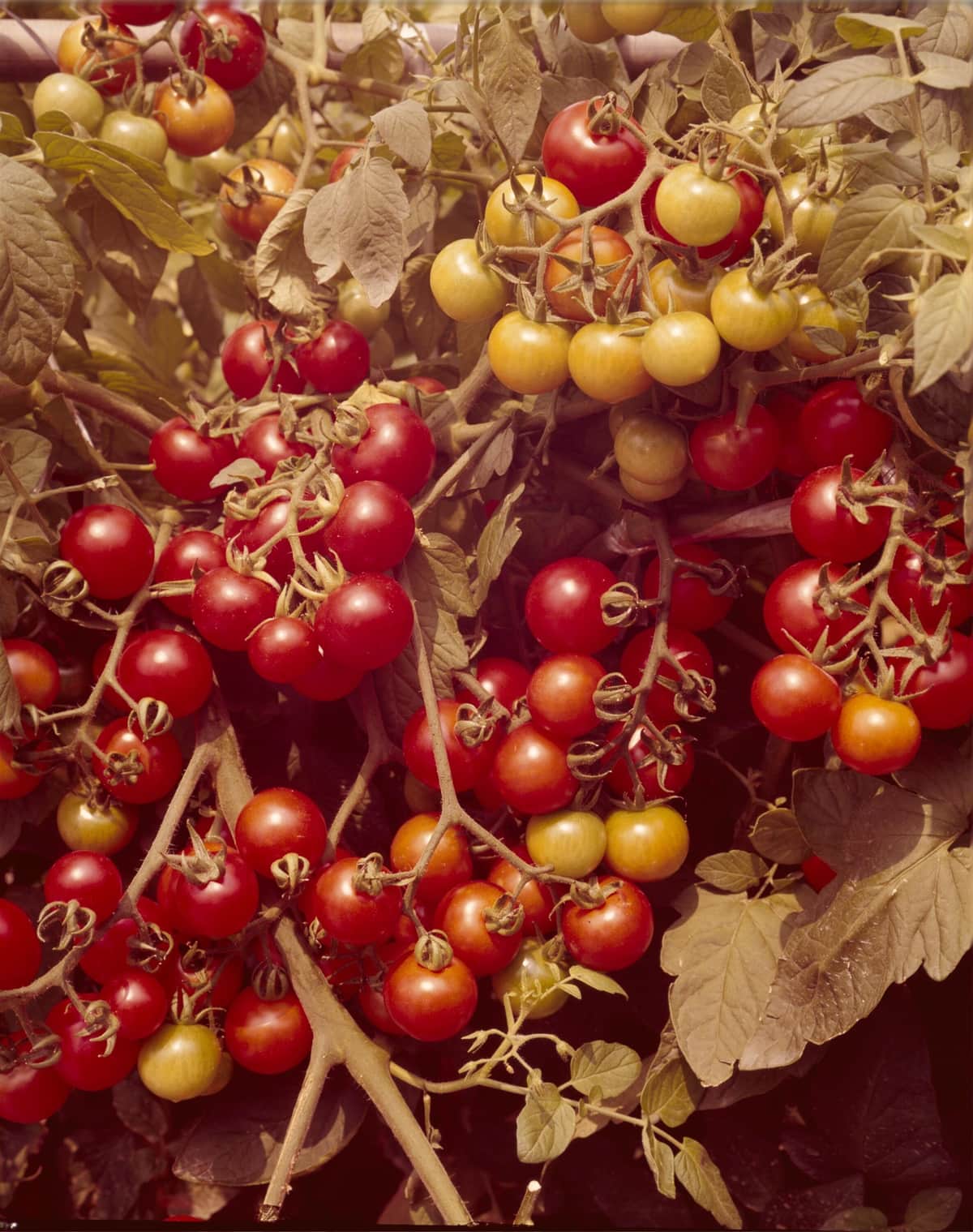 写真提供：タキイ種苗