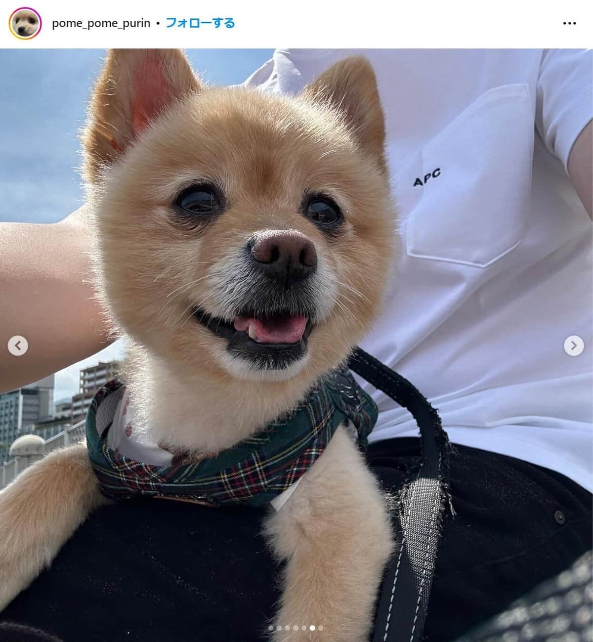 人気YouTuber、愛犬虐待疑惑を否定　ケガめぐり視聴者指摘も「憶測で疑うのはやめていただきたい」