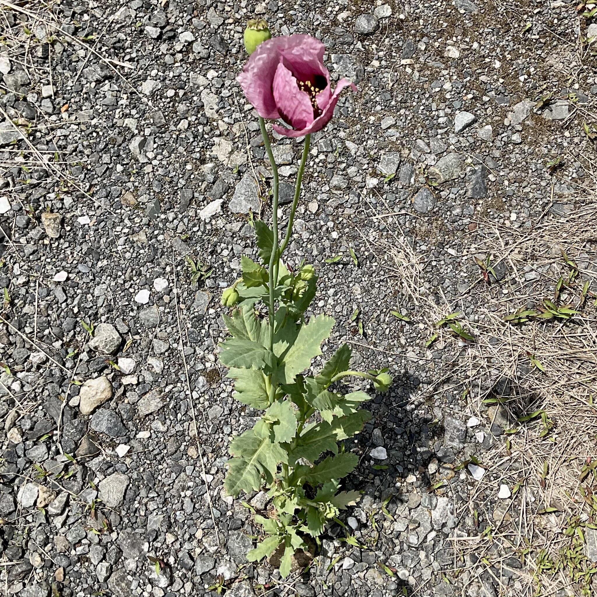 すずまりさんが見つけた花（すずまりさんのツイッター（@Suzumari_）より）