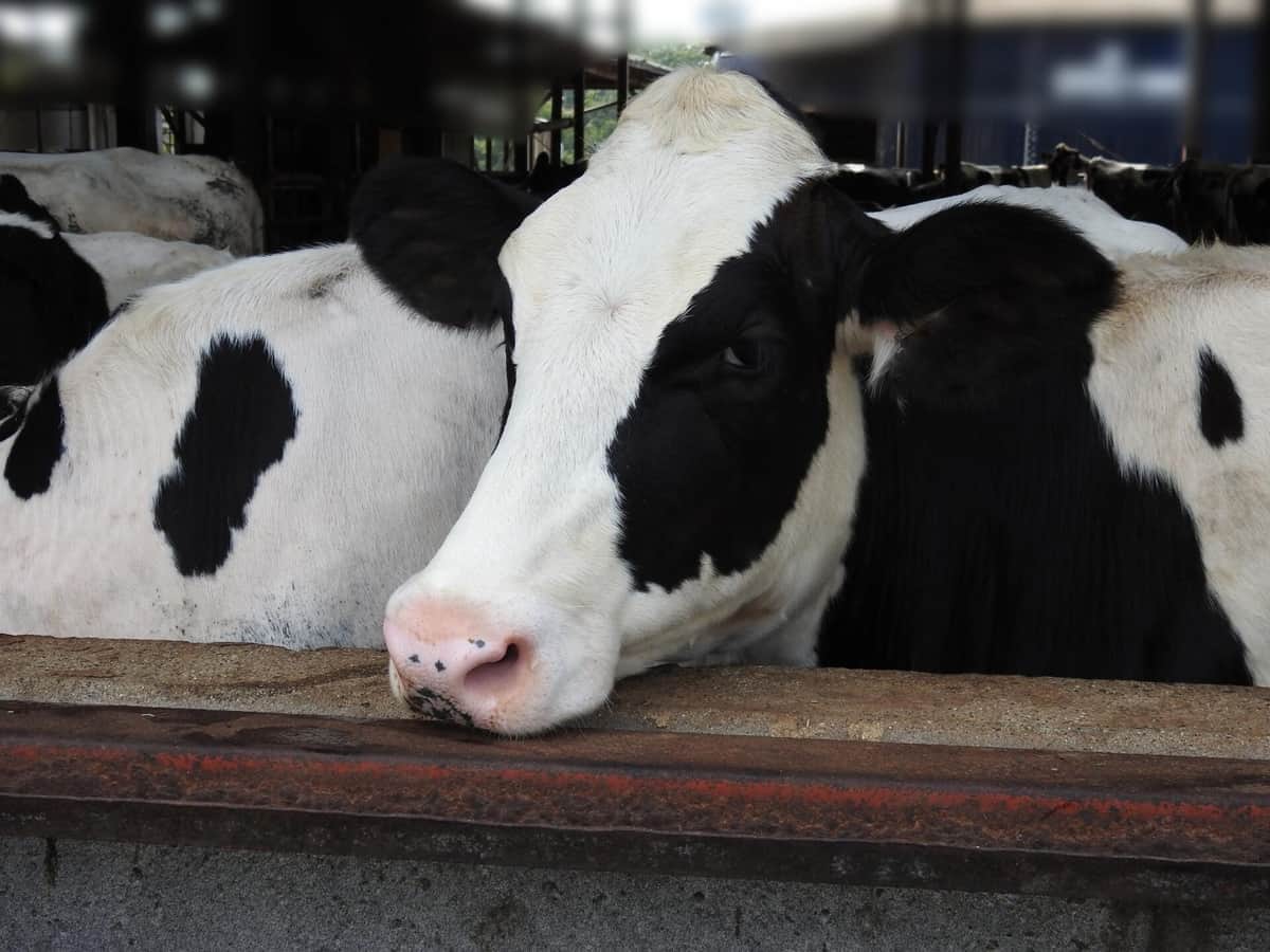 乳牛を殴る蹴る...TikTok動画拡散で物議　島根県畜産課「ありえない行為」、警察は動物虐待の疑いで捜査