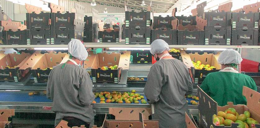 日本の市場向けに高品質なみかんを厳選