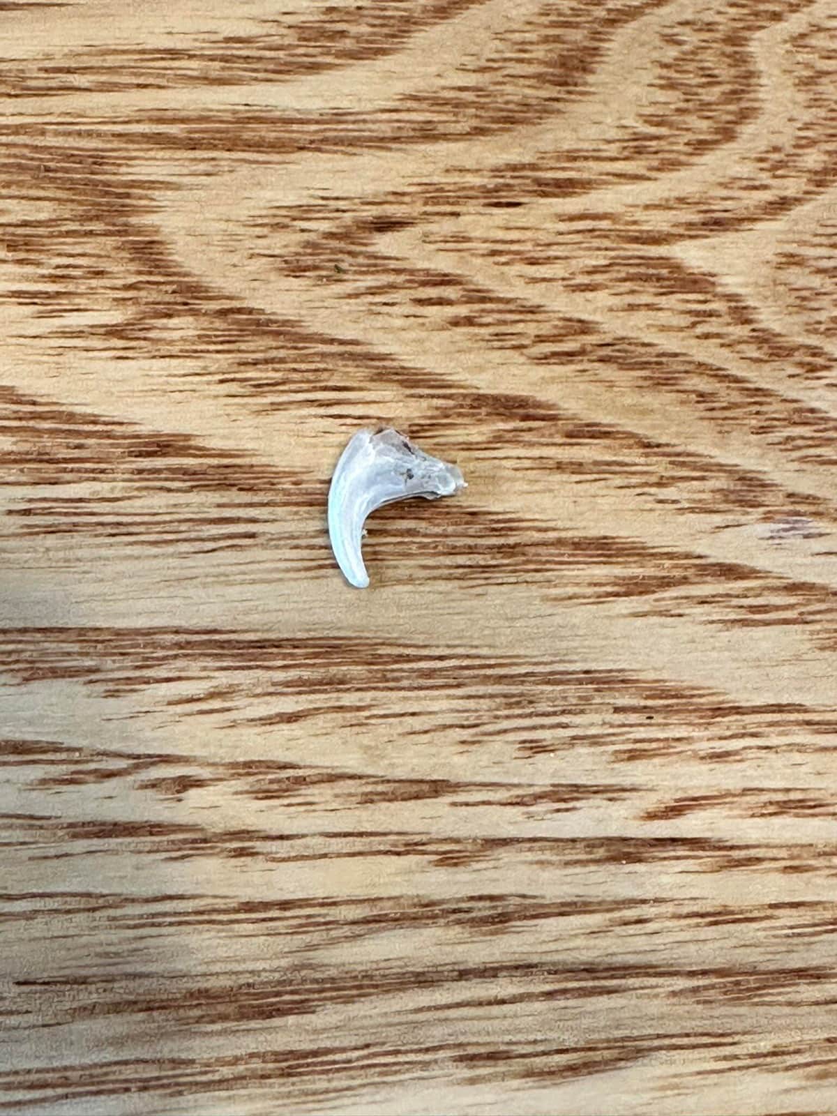 丸ごと落ちたかのような猫の爪