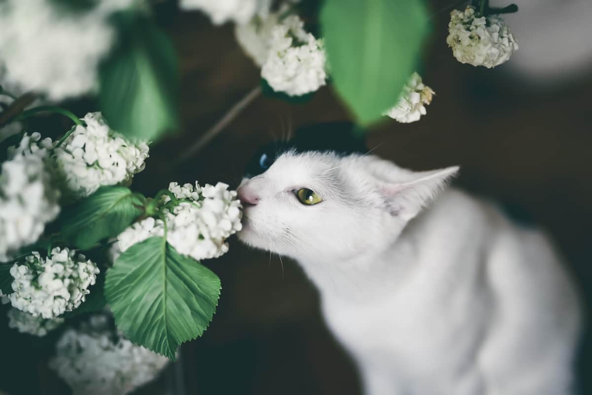 ハチャ＆メチャ...里親募集する保護猫たちの名前話題「名付けの天才」　譲渡会も実施、奈良市に「とても良い取り組み」の声