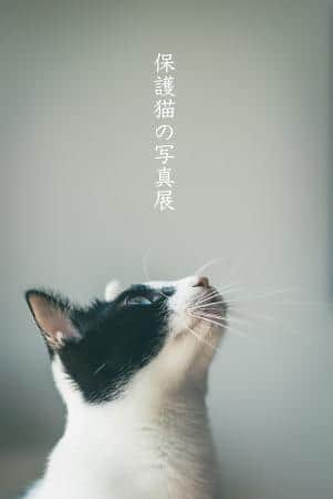 「どうぶつ愛護フェスティバル」では写真展も開催される（提供：奈良市、撮影：写真家・COPORIさん）