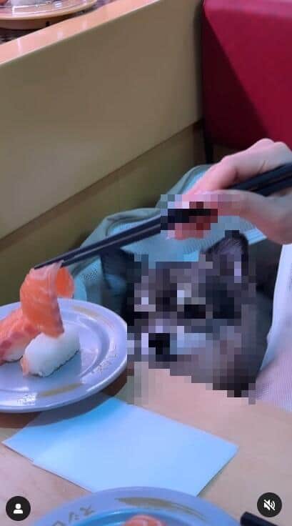 ネタを食べる犬（投稿された動画から）