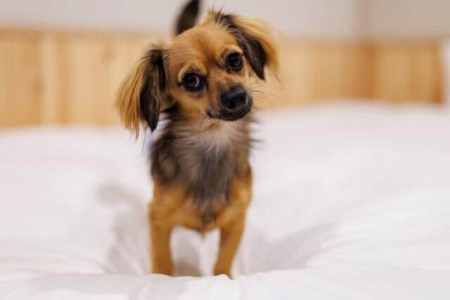 「ペット不可物件で飼ってもバレない」と接客か　ペットショップめぐり複数証言...運営「社内調査と再発防止を徹底する」