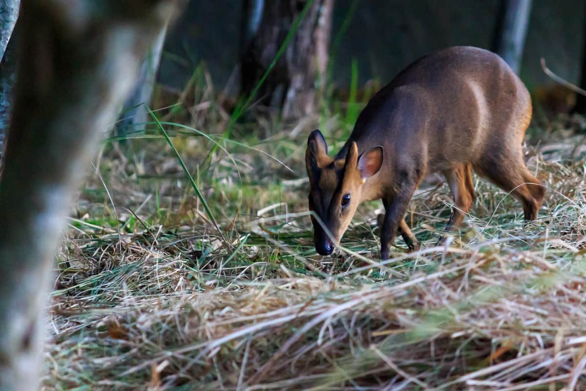 7万頭大繁殖の害獣キョン、完全駆除は難しい？　千葉県が目指すも...専門家が「殲滅は無理だと思う」理由